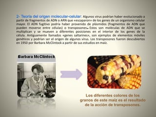 Los diferentes colores de los
granos de este maíz es el resultado
de la acción de transposones.
•
2- Teoría del origen molecular-celular: Algunos virus podrían haber evolucionado a
partir de fragmentos de ADN o ARN que «escaparon» de los genes de un organismo celular
mayor. El ADN fugitivo podría haber provenido de plásmidos (fragmentos de ADN que
pueden moverse entre células) o transposones. Estos son moléculas de ADN que se
multiplican y se mueven a diferentes posiciones en el interior de los genes de la
célula. Antiguamente llamados «genes saltarines», son ejemplos de elementos móviles
genéticos y podrían ser el origen de algunos virus. Los transposones fueron descubiertos
en 1950 por Barbara McClintock a partir de sus estudios en maíz.
 