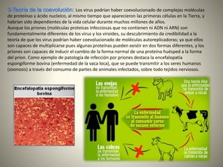 3-Teoría de la coevolución: Los virus podrían haber coevolucionado de complejas moléculas
de proteínas y ácido nucleíco, al mismo tiempo que aparecieron las primeras células en la Tierra, y
habrían sido dependientes de la vida celular durante muchos millones de años.
Aunque los priones (moléculas proteicas infecciosas que no contienen ni ADN ni ARN) son
fundamentalmente diferentes de los virus y los viroides, su descubrimiento da credibilidad a la
teoría de que los virus podrían haber coevolucionado de moléculas autoreplicadoras; ya que ellos
son capaces de multiplicarse pues algunas proteínas pueden existir en dos formas diferentes, y los
priones son capaces de inducir el cambio de la forma normal de una proteína huésped a la forma
del prion. Como ejemplo de patología de infección por priones destaca la encefalopatía
espongiforme bovina (enfermedad de la vaca loca), que se puede transmitir a los seres humanos
(zoonosis) a través del consumo de partes de animales infectados, sobre todo tejidos nerviosos.
 