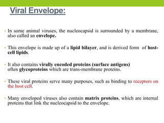Viral Envelope:
• In some animal viruses, the nucleocapsid is surrounded by a membrane,
also called an envelope.
• This envelope is made up of a lipid bilayer, and is derived form of host-
cell lipids.
• It also contains virally encoded proteins (surface antigens)
often glycoproteins which are trans-membrane proteins.
• These viral proteins serve many purposes, such as binding to receptors on
the host cell.
• Many enveloped viruses also contain matrix proteins, which are internal
proteins that link the nucleocapsid to the envelope.
 