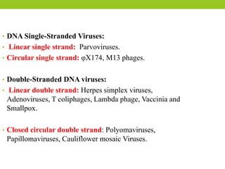 • DNA Single-Stranded Viruses:
• Linear single strand: Parvoviruses.
• Circular single strand: φX174, M13 phages.
• Double-Stranded DNA viruses:
• Linear double strand: Herpes simplex viruses,
Adenoviruses, T coliphages, Lambda phage, Vaccinia and
Smallpox.
• Closed circular double strand: Polyomaviruses,
Papillomaviruses, Cauliflower mosaic Viruses.
 