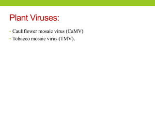 Plant Viruses:
• Cauliflower mosaic virus (CaMV)
• Tobacco mosaic virus (TMV).
 