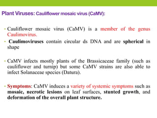 Plant Viruses: Cauliflower mosaic virus (CaMV):
• Cauliflower mosaic virus (CaMV) is a member of the genus
Caulimovirus.
• Caulimoviruses contain circular ds DNA and are spherical in
shape
• CaMV infects mostly plants of the Brassicaceae family (such as
cauliflower and turnip) but some CaMV strains are also able to
infect Solanaceae species (Datura).
• Symptoms: CaMV induces a variety of systemic symptoms such as
mosaic, necrotic lesions on leaf surfaces, stunted growth, and
deformation of the overall plant structure.
 