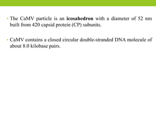• The CaMV particle is an icosahedron with a diameter of 52 nm
built from 420 capsid protein (CP) subunits.
• CaMV contains a closed circular double-stranded DNA molecule of
about 8.0 kilobase pairs.
 