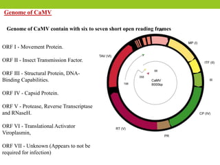 ORF I - Movement Protein.
ORF II - Insect Transmission Factor.
ORF III - Structural Protein, DNA-
Binding Capabilities.
ORF IV - Capsid Protein.
ORF V - Protease, Reverse Transcriptase
and RNaseH.
ORF VI - Translational Activator
Viroplasmin,
ORF VII - Unknown (Appears to not be
required for infection)
Genome of CaMV
Genome of CaMV contain with six to seven short open reading frames
 