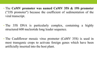 • The CaMV promoter was named CaMV 35S & 19S promoter
("35S promoter") because the coefficient of sedimentation of the
viral transcript.
• The 35S DNA is particularly complex, containing a highly
structured 600 nucleotide long leader sequence.
• The Cauliflower mosaic virus promoter (CaMV 35S) is used in
most transgenic crops to activate foreign genes which have been
artificially inserted into the host plant.
 
