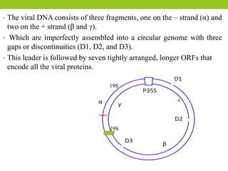 • The viral DNA consists of three fragments, one on the – strand (α) and
two on the + strand (β and γ).
• Which are imperfectly assembled into a circular genome with three
gaps or discontinuities (D1, D2, and D3).
• This leader is followed by seven tightly arranged, longer ORFs that
encode all the viral proteins.
–
+
19S
19S
 