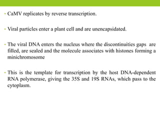 • CaMV replicates by reverse transcription.
• Viral particles enter a plant cell and are unencapsidated.
• The viral DNA enters the nucleus where the discontinuities gaps are
filled, are sealed and the molecule associates with histones forming a
minichromosome
• This is the template for transcription by the host DNA-dependent
RNA polymerase, giving the 35S and 19S RNAs, which pass to the
cytoplasm.
 