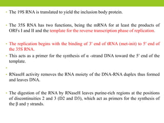 • The 19S RNA is translated to yield the inclusion body protein.
• The 35S RNA has two functions, being the mRNA for at least the products of
ORFs I and II and the template for the reverse transcription phase of replication.
• The replication begins with the binding of 3′ end of tRNA (met-init) to 5′ end of
the 35S RNA.
• This acts as a primer for the synthesis of α -strand DNA toward the 5′ end of the
template.
•
• RNaseH activity removes the RNA moiety of the DNA-RNA duplex thus formed
and leaves DNA.
• The digestion of the RNA by RNaseH leaves purine-rich regions at the positions
of discontinuities 2 and 3 (D2 and D3), which act as primers for the synthesis of
the β and γ strands.
 