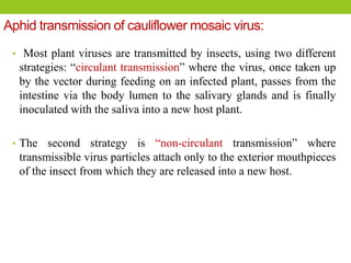 Aphid transmission of cauliflower mosaic virus:
• Most plant viruses are transmitted by insects, using two different
strategies: “circulant transmission” where the virus, once taken up
by the vector during feeding on an infected plant, passes from the
intestine via the body lumen to the salivary glands and is finally
inoculated with the saliva into a new host plant.
• The second strategy is “non-circulant transmission” where
transmissible virus particles attach only to the exterior mouthpieces
of the insect from which they are released into a new host.
 