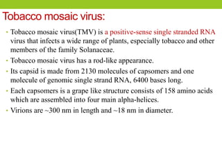 Tobacco mosaic virus:
• Tobacco mosaic virus(TMV) is a positive-sense single stranded RNA
virus that infects a wide range of plants, especially tobacco and other
members of the family Solanaceae.
• Tobacco mosaic virus has a rod-like appearance.
• Its capsid is made from 2130 molecules of capsomers and one
molecule of genomic single strand RNA, 6400 bases long.
• Each capsomers is a grape like structure consists of 158 amino acids
which are assembled into four main alpha-helices.
• Virions are ~300 nm in length and ~18 nm in diameter.
 