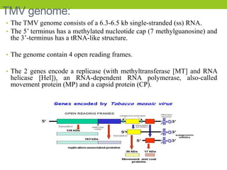 TMV genome:
• The TMV genome consists of a 6.3-6.5 kb single-stranded (ss) RNA.
• The 5’ terminus has a methylated nucleotide cap (7 methylguanosine) and
the 3’-terminus has a tRNA-like structure.
• The genome contain 4 open reading frames.
• The 2 genes encode a replicase (with methyltransferase [MT] and RNA
helicase [Hel]), an RNA-dependent RNA polymerase, also-called
movement protein (MP) and a capsid protein (CP).
 