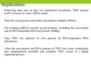 Replication:
• Following entry into its host via mechanical inoculation, TMV uncoats
itself to release its viral [+]RNA strand.
• Then the viral genome transcribes and produce multiple mRNAs.
• The resulting mRNAs encode several proteins, including the coat protein
and an RNA-dependent RNA polymerase (RdRp).
• Thus TMV can replicate its own genome by RNA-dependent RNA
polymerase.
• After the coat protein and RNA genome of TMV have been synthesized,
they spontaneously assemble into complete TMV virions in a highly
organized process.
 
