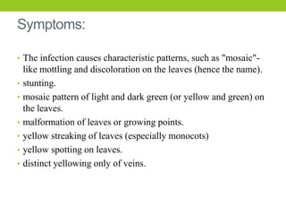 Symptoms:
• The infection causes characteristic patterns, such as "mosaic"-
like mottling and discoloration on the leaves (hence the name).
• stunting.
• mosaic pattern of light and dark green (or yellow and green) on
the leaves.
• malformation of leaves or growing points.
• yellow streaking of leaves (especially monocots)
• yellow spotting on leaves.
• distinct yellowing only of veins.
 