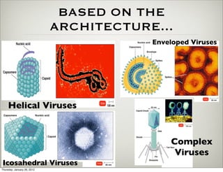 BASED ON THE
                             ARCHITECTURE...
                                         Enveloped Viruses




     Helical Viruses


                                             Complex
                                              Viruses
Icosahedral Viruses
Thursday, January 26, 2012
 