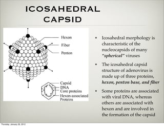 ICOSAHEDRAL
                            CAPSID
                                   •   Icosahedral morphology is
                                       characteristic of the
                                       nucleocapsids of many
                                       “spherical” viruses
                                   •   The icosahedral capsid
                                       structure of adenovirus is
                                       made up of three proteins,
                                       hexon, penton base, and ﬁber
                                   •   Some proteins are associated
                                       with viral DNA, whereas
                                       others are associated with
                                       hexon and are involved in
                                       the formation of the capsid
Thursday, January 26, 2012
 