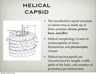 HELICAL
                             CAPSID
                                  • The icosahedral capsid structure
                                    of adenovirus is made up of
                                    three proteins, hexon, penton
                                    base, and ﬁber
                                  • Helical morphology is seen in
                                    nucleocapsids of many
                                    ﬁlamentous and pleomorphic
                                    viruses
                                  • Helical nucleocapsids are
                                    characterized by length, width,
                                    pitch of the helix, and number of
                                    protomers per helical turn
Thursday, January 26, 2012
 