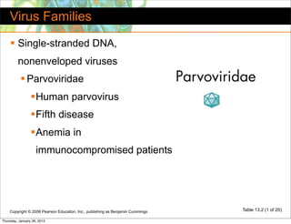 Virus Families
     Single-stranded DNA,
         nonenveloped viruses
            Parvoviridae
                 Human parvovirus
                 Fifth disease
                 Anemia in
                    immunocompromised patients




    Copyright © 2006 Pearson Education, Inc., publishing as Benjamin Cummings   Table 13.2 (1 of 20)

Thursday, January 26, 2012
 