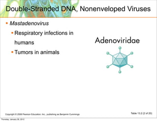 Double-Stranded DNA, Nonenveloped Viruses
     Mastadenovirus
            Respiratory infections in
              humans
            Tumors in animals




    Copyright © 2006 Pearson Education, Inc., publishing as Benjamin Cummings   Table 13.2 (2 of 20)

Thursday, January 26, 2012
 