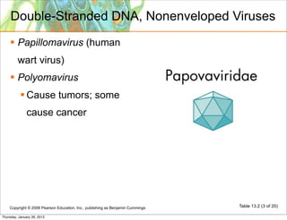 Double-Stranded DNA, Nonenveloped Viruses
     Papillomavirus (human
         wart virus)
     Polyomavirus
            Cause tumors; some
              cause cancer




    Copyright © 2006 Pearson Education, Inc., publishing as Benjamin Cummings   Table 13.2 (3 of 20)

Thursday, January 26, 2012
 