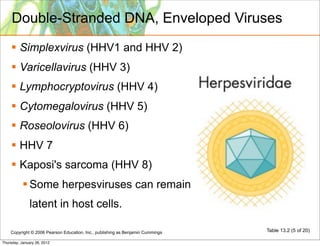 Double-Stranded DNA, Enveloped Viruses
     Simplexvirus (HHV1 and HHV 2)
     Varicellavirus (HHV 3)
     Lymphocryptovirus (HHV 4)
     Cytomegalovirus (HHV 5)
     Roseolovirus (HHV 6)
     HHV 7
     Kaposi's sarcoma (HHV 8)
            Some herpesviruses can remain
              latent in host cells.

    Copyright © 2006 Pearson Education, Inc., publishing as Benjamin Cummings   Table 13.2 (5 of 20)

Thursday, January 26, 2012
 