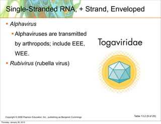 Single-Stranded RNA, + Strand, Enveloped
     Alphavirus
            Alphaviruses are transmitted
              by arthropods; include EEE,
              WEE.
     Rubivirus (rubella virus)




    Copyright © 2006 Pearson Education, Inc., publishing as Benjamin Cummings   Table 13.2 (9 of 20)

Thursday, January 26, 2012
 