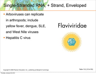 Single-Stranded RNA, + Strand, Enveloped
     Arboviruses can replicate
         in arthropods; include
         yellow fever, dengue, SLE,
         and West Nile viruses
     Hepatitis C virus




    Copyright © 2006 Pearson Education, Inc., publishing as Benjamin Cummings   Table 13.2 (10 of 20)

Thursday, January 26, 2012
 