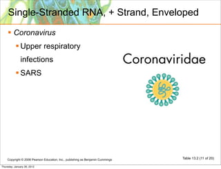 Single-Stranded RNA, + Strand, Enveloped
     Coronavirus
            Upper respiratory
              infections
            SARS




    Copyright © 2006 Pearson Education, Inc., publishing as Benjamin Cummings   Table 13.2 (11 of 20)

Thursday, January 26, 2012
 