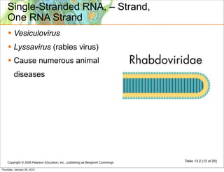 Single-Stranded RNA, – Strand,
    One RNA Strand
     Vesiculovirus
     Lyssavirus (rabies virus)
     Cause numerous animal
         diseases




    Copyright © 2006 Pearson Education, Inc., publishing as Benjamin Cummings   Table 13.2 (12 of 20)

Thursday, January 26, 2012
 