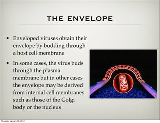 the envelope
     • Enveloped viruses obtain their
       envelope by budding through
       a host cell membrane
     • In some cases, the virus buds
       through the plasma
       membrane but in other cases
       the envelope may be derived
       from internal cell membranes
       such as those of the Golgi
       body or the nucleus

Thursday, January 26, 2012
 