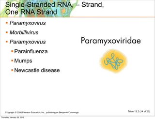 Single-Stranded RNA, – Strand,
    One RNA Strand
     Paramyxovirus
     Morbillivirus
     Paramyxovirus
            Parainfluenza
            Mumps
            Newcastle disease




    Copyright © 2006 Pearson Education, Inc., publishing as Benjamin Cummings   Table 13.2 (14 of 20)

Thursday, January 26, 2012
 