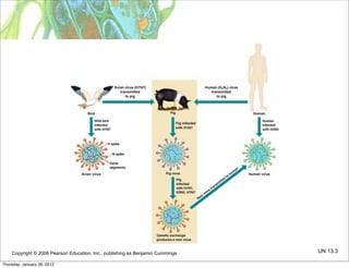 Copyright © 2006 Pearson Education, Inc., publishing as Benjamin Cummings   UN 13.3

Thursday, January 26, 2012
 