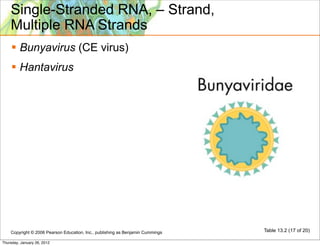 Single-Stranded RNA, – Strand,
    Multiple RNA Strands
     Bunyavirus (CE virus)
     Hantavirus




    Copyright © 2006 Pearson Education, Inc., publishing as Benjamin Cummings   Table 13.2 (17 of 20)

Thursday, January 26, 2012
 