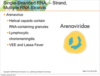 Single-Stranded RNA, – Strand,
    Multiple RNA Strands
     Arenavirus
            Helical capsids contain
              RNA-containing granules
            Lymphocytic
              choriomeningitis
            VEE and Lassa Fever




    Copyright © 2006 Pearson Education, Inc., publishing as Benjamin Cummings   Table 13.2 (18 of 20)

Thursday, January 26, 2012
 