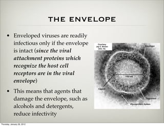 the envelope
     • Enveloped viruses are readily
       infectious only if the envelope
       is intact (since the viral
       attachment proteins which
       recognize the host cell
       receptors are in the viral
       envelope)
     • This means that agents that
       damage the envelope, such as
       alcohols and detergents,
       reduce infectivity
Thursday, January 26, 2012
 