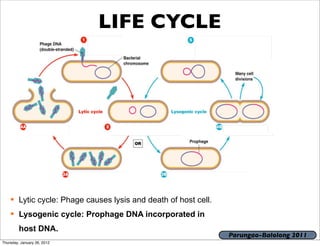 LIFE CYCLE




     Lytic cycle: Phage causes lysis and death of host cell.
     Lysogenic cycle: Prophage DNA incorporated in
         host DNA.
                                                                Parungao-Balolong 2011
Thursday, January 26, 2012
 