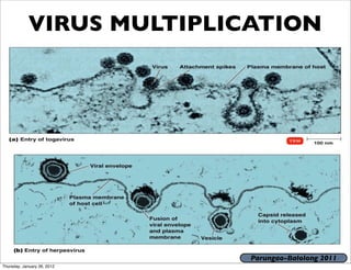 VIRUS MULTIPLICATION




                             Parungao-Balolong 2011
Thursday, January 26, 2012
 