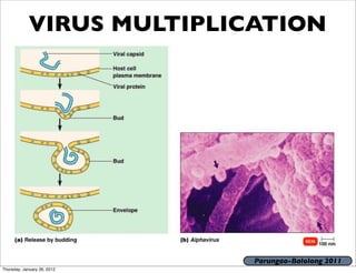 VIRUS MULTIPLICATION




                             Parungao-Balolong 2011
Thursday, January 26, 2012
 