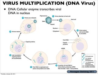 VIRUS MULTIPLICATION (DNA Virus)
     •       DNA: Cellular enzyme transcribes viral
             DNA in nucleus




                                                      Parungao-Balolong 2011
Thursday, January 26, 2012
 