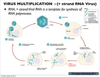 VIRUS MULTIPLICATION : (+ strand RNA Virus)
     •RNA, + strand:Viral RNA is a template for synthesis of
      RNA polymerase.
                                                                                                                Attachment




                                                                                      Capsid
                                                                                                                                                       Nucleus

                                                                                RNA
                                                                                                                                                         Cytoplasm

                                                                                                                        Host cell




                                                                                                                              Entry
             Maturation                                                                                                       and uncoating
             and release



                                Translation and synthesis                             RNA replication by viral RNA-
                                of viral proteins                                     dependent RNA polymerase

                                                                                                                                                  Uncoating releases
                                                                                                  – strand is transcribed                         viral RNA and proteins.
                                                                                                  from + viral genome.

                                                                      Capsid                                                             Viral                              Viral
                                                                      protein                                                            genome                             protein
                                                                                                                                         (RNA)




                                                                                                                        (a)    ssRNA; +
                             + strand                                                                                          or sense strand;
                                                                                                                               Picornaviridae

                                                            mRNA is transcribed
                                                            from the – strand.



                                                                                                                                     Parungao-Balolong 2011
Thursday, January 26, 2012
 