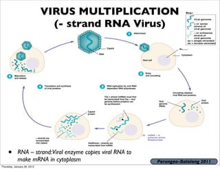 VIRUS MULTIPLICATION
                                   (- strand RNA Virus)
                                                                                                             Attachment




                                                                                   Capsid                                                            Nucleus

                                                                           RNA                                                                         Cytoplasm

                                                                                                                    Host cell




                                                                                                                          Entry
          Maturation                                                                                                      and uncoating
          and release


                                     Translation and synthesis                     RNA replication by viral RNA-
                                     of viral proteins                             dependent RNA polymerase

                                                                                                                                               Uncoating releases
                                                                                                                                               viral RNA and proteins.
                                                                                 The + strand (mRNA) must first
                                                                                 be transcribed from the – viral
                                                                                                                                     Viral                               Viral
                                                                                 genome before proteins can
                                                                                                                                     genome                              protein
                                                                                 be synthesized.
                                                                                                                                     (RNA)

                                                                 Capsid
                                                                 protein




                                                                                                                    (b)    ssRNA; – or
                             – strands are                                                                                 antisense strand;
                             incorporated                                                                                  Rhabdoviridae
                             into capsid                         Additional – strands are
                                                                 transcribed from mRNA.



     •      RNA – strand:Viral enzyme copies viral RNA to
            make mRNA in cytoplasm                                                                                                  Parungao-Balolong 2011
Thursday, January 26, 2012
 