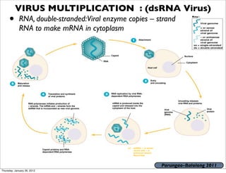 VIRUS MULTIPLICATION : (dsRNA Virus)
     •       RNA, double-stranded:Viral enzyme copies – strand
             RNA to make mRNA in cytoplasm
                                                                                                      Attachment




                                                                             Capsid                                                      Nucleus

                                                                       RNA
                                                                                                                                           Cytoplasm

                                                                                                              Host cell




                                                                                                                Entry
            Maturation                                                                                          and uncoating
            and release


                                       Translation and synthesis             RNA replication by viral RNA-
                                       of viral proteins                     dependent RNA polymerase

                                                                                                                                    Uncoating releases
                     RNA polymerase initiates production of                  mRNA is produced inside the                            viral RNA and proteins.
                     – strands. The mRNA and – strands form the              capsid and released into the
                     dsRNA that is incorporated as new viral genome.         cytoplasm of the host.                                                           Viral
                                                                                                                           Viral
                                                                                                                           genome                             protein
                                                                                                                           (RNA)




                                                                                            (c)   dsRNA; + or sense
                                 Capsid proteins and RNA-                                         strand with – or
                                 dependent RNA polymerase                                         antisense strand;
                                                                                                  Reoviridae



                                                                                                                          Parungao-Balolong 2011
Thursday, January 26, 2012
 
