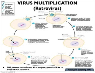 VIRUS MULTIPLICATION
                                   (Retrovirus)




   •       RNA, reverse transcriptase: Viral enzyme copes viral RNA to
           make DNA in cytoplasm                                         Parungao-Balolong 2011
Thursday, January 26, 2012
 