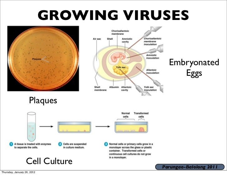Virus structure classification replication