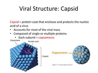 8 - Virus Structure Multiplication | PPT