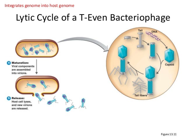 8 - Virus Structure Multiplication