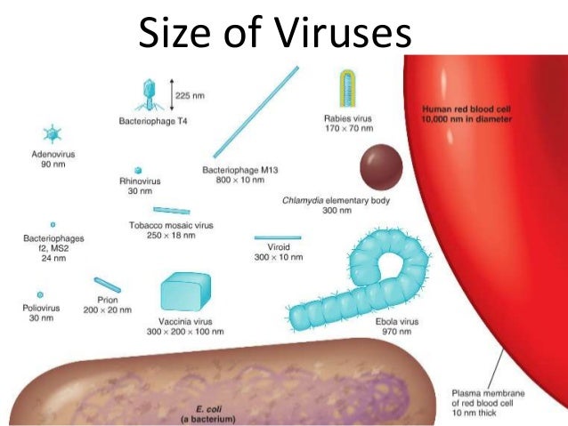8 virus structure multiplication size of structure