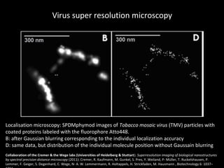 Virus super resolution microscopy




Localisation microscopy: SPDMphymod images of Tobacco mosaic virus (TMV) particles with
coated proteins labeled with the fluorophore Atto448.
B: after Gaussian blurring corresponding to the individual localization accuracy
D: same data, but distribution of the individual molecule position without Gaussain blurring
Collaboration of the Cremer & the Wege labs (Universities of Heidelberg & Stuttart). Superresolution imaging of biological nanostructures
by spectral precision distance microscopy (2011): Cremer, R. Kaufmann, M. Gunkel, S. Pres, Y. Weiland, P- Müller, T. Ruckelshausen, P.
Lemmer, F. Geiger, S. Degenhard, C. Wege, N- A. W. Lemmermann, R. Holtappels, H. Strickfaden, M. Hausmann , Biotechnology 6: 1037–
 