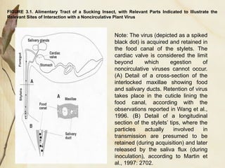 Stylet Insect Part Virus Transmition matakuliah virologi.pptx