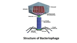 Structure of Bacteriophage
 