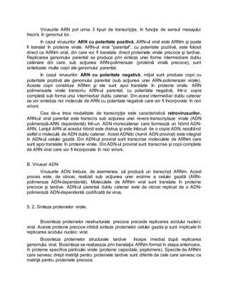 Virusurile ARN pot urma 3 tipuri de transcripţie, în funcţie de sensul mesajului
înscris în genomul lor.
In cazul virusurilor ARN cu polaritate pozitivă, ARN-ul viral este ARNm şi poate
fi translat în proteine virale. ARN-ul viral "parental", cu polaritate pozitivă, este folosit
direct ca ARNm viral, din care vor fi translate direct proteinele virale precoce şi tardive.
Replicarea genomului parental se produce prin sinteza unei forme intermediare dublu
catenare din care, sub acţiunea ARN-polimerazei (proteină virală precoce), sunt
sintetizate multe copii ale genomului parental.
In cazul virusurilor ARN cu polaritate negativă, iniţial sunt produse copii cu
polaritate pozitivă ale genomului parental (sub acţiunea unei ARN-polimerazei virale).
Aceste copii constituie ARNm şi ele sunt apoi translate în proteine virale. ARN
polimerazele virale transcriu ARN-ul parental, cu polaritate negativă, într-o copie
completă sub forma unui intermediar dublu catenar. Din acest intermediar dublu catenar
se vor sintetiza noi molecule de ARN cu polaritate negativă care vor fi încorporate în noii
virioni.
Cea de-a treia modalitate de transcripţie este caracteristică retrovirusurilor.
ARN-ul viral parental este transcris sub acţiunea unei revers-transcriptaze virale (ADN
polimerază-ARN dependentă) într-un ADN monocatenar care formează un hibrid ADN-
ARN. Lanţul ARN al acestui hibrid este distrus şi este înlocuit de o copie ADN, rezultând
astfel o moleculă de ADN dublu catenar. Acest ADNdc (numit ADN proviral) este integrat
în ADN-ul celulei gazdă. Din ADN-ul proviral sunt transcrise moleculele de ARNm care
sunt apoi translate în proteine virale. DinADN-ul proviral sunt transcrise şi copii complete
de ARN viral care vor fi încorporate în noii virioni.
B. Virusuri ADN
Virusurile ADN trebuie, de asemenea, să producă un transcript ARNm. Acest
proces este, de obicei, realizat sub acţiunea unei enzime a celulei gazdă (ARN-
polimeraza ADN-dependentă). Moleculele de ARNm viral sunt translate în proteine
precoce şi tardive. ADN-ul parental dublu catenar este de obicei replicat de o ADN-
polimerază ADN-dependentă codificată de virus.
5. 2. Sinteza proteinelor virale.
Biosinteza proteinelor nestructurale precoce precede replicarea acidului nucleic
viral. Aceste proteine precoce inhibă sinteza proteinelor celulei gazda şi sunt implicate în
replicarea acidului nucleic viral.
Biosinteza proteinelor structurale tardive începe imediat după replicarea
genomului viral. Biosinteza se realizeaza prin translaţia ARNm format în etapa anterioara,
în proteine specifice particulei virale (proteine capsidale, peplomere). Speciile de ARNm
care servesc drept matriţă pentru proteinele tardive sunt diferite de cele care servesc ca
matriţă pentru proteinele precoce.
 